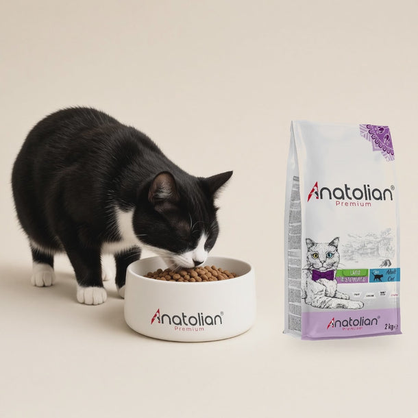Siyah beyaz smokin kedi Anatolian logolu mama kabından kuzulu kısır kedi maması yiyor