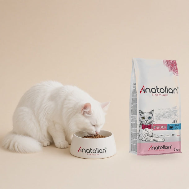 Beyaz Ankara kedisi Anatolian logolu mama kabından somonlu kedi maması yiyor