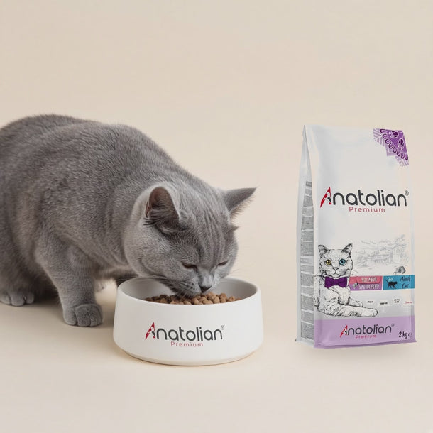 British Shorthair mavi kedi Anatolian logolu mama kabından somonlu kısır kedi maması yiyor