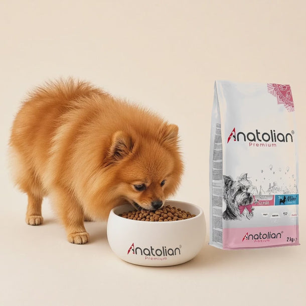 Somonlu küçük ırk yetişkin köpek maması: Pomeranian Anatolian logolu kaptan mama yiyor