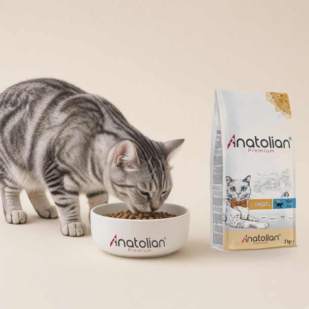 Gümüş tekir yetişkin kedi Anatolian logolu mama kabından tavuklu kedi maması yiyor